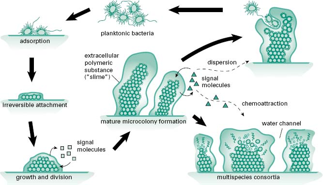 enzymes-biofilms